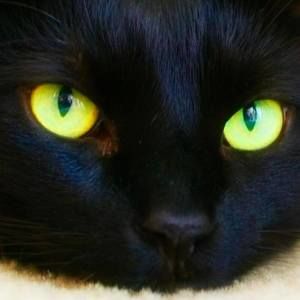 Meet your Posher, Alice